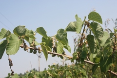 Grewia villosa